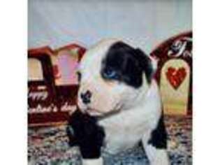 Alapaha Blue Blood Bulldog Puppy for sale in Bloomville, OH, USA