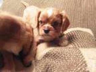 Cavalier King Charles Spaniel Puppy for sale in ARCADE, NY, USA