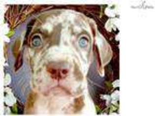 Great Dane Puppy for sale in Louisville, KY, USA