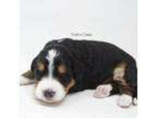 Mutt Puppy for sale in Smiths Creek, MI, USA