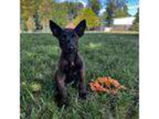 Belgian Malinois Puppy for sale in Christiana, PA, USA