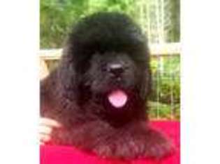 Newfoundland Puppy for sale in Mouth Of Wilson, VA, USA