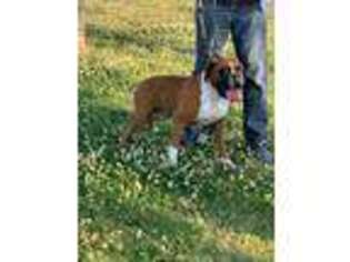 Boxer Puppy for sale in West Memphis, AR, USA