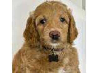 Labradoodle Puppy for sale in Georgetown, TX, USA