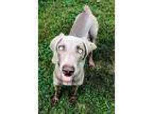 Weimaraner Puppy for sale in West Plains, MO, USA