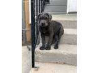 Cane Corso Puppy for sale in Boise, ID, USA