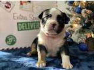 Mutt Puppy for sale in Saint Amant, LA, USA
