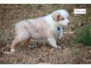 Australian Shepherd Puppy for sale in Springfield, MO, USA