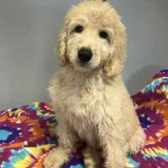 Labradoodle Puppy for sale in Mundelein, IL, USA