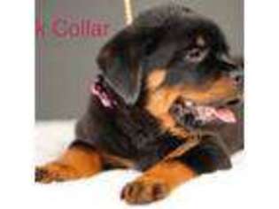 Rottweiler Puppy for sale in Antioch, CA, USA