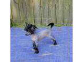 Chinese Crested Puppy for sale in Mount Olive, NC, USA