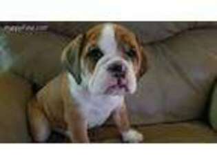 Bulldog Puppy for sale in Syracuse, IN, USA