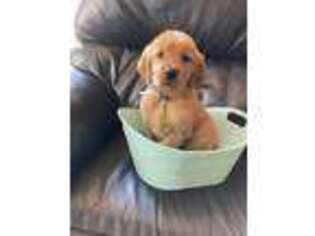 Golden Retriever Puppy for sale in Harmony, NC, USA