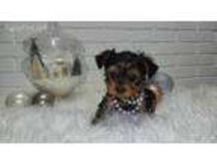Yorkshire Terrier Puppy for sale in Lake City, PA, USA
