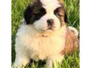 Saint Bernard Puppy for sale in Walnut Cove, NC, USA
