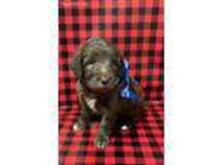 Labradoodle Puppy for sale in Fall River, MA, USA