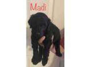 Goldendoodle Puppy for sale in Rutledge, TN, USA
