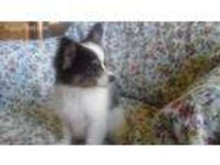 Papillon Puppy for sale in Smethport, PA, USA