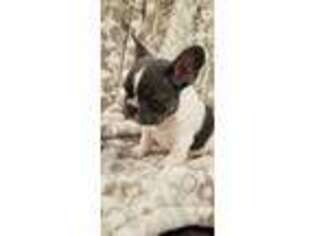 French Bulldog Puppy for sale in Fredericktown, MO, USA