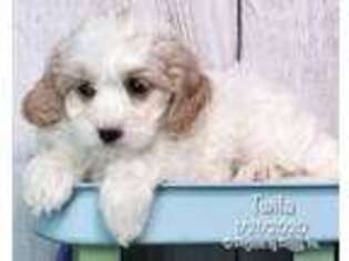 Cavapoo Puppy for sale in Millmont, PA, USA