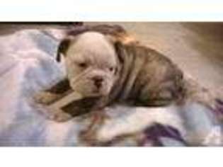 Bulldog Puppy for sale in FREDONIA, NY, USA