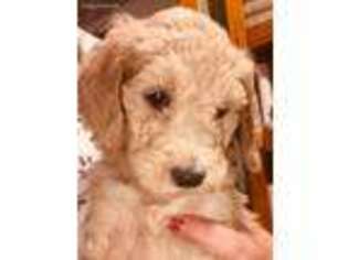 Goldendoodle Puppy for sale in Worcester, NY, USA