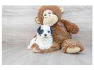 Cavapoo Puppy for sale in Valencia, CA, USA