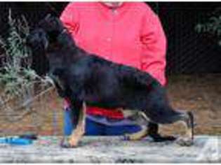 German Shepherd Dog Puppy for sale in GRESHAM, OR, USA