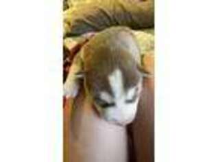 Siberian Husky Puppy for sale in Mound, MN, USA