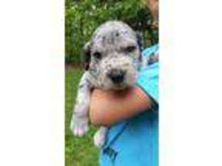 Great Dane Puppy for sale in Markleysburg, PA, USA