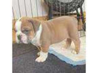 Olde English Bulldogge Puppy for sale in Hamden, CT, USA