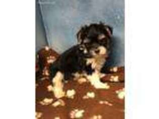 Yorkshire Terrier Puppy for sale in Wesson, MS, USA
