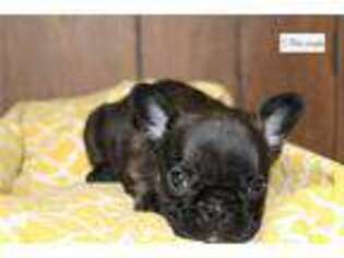 French Bulldog Puppy for sale in Pueblo, CO, USA