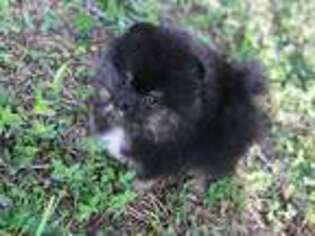 Pomeranian Puppy for sale in Deerfield Beach, FL, USA
