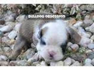 Bulldog Puppy for sale in Sioux Falls, SD, USA