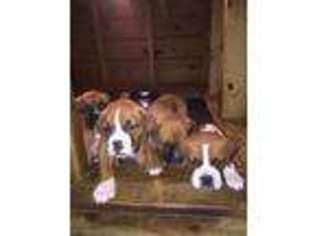 Boxer Puppy for sale in Godwin, NC, USA