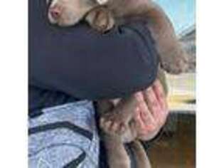 Labrador Retriever Puppy for sale in Joliet, IL, USA