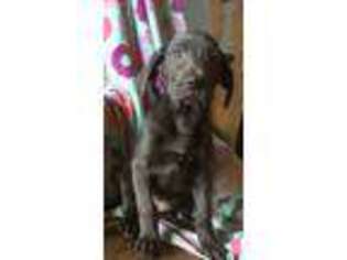 Great Dane Puppy for sale in Quapaw, OK, USA