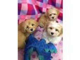 Havanese Puppy for sale in Westland, MI, USA