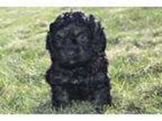 Cock-A-Poo Puppy for sale in Tetonia, ID, USA