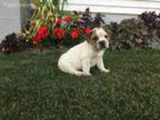 Olde English Bulldogge Puppy for sale in Millheim, PA, USA