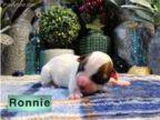 Jack Russell Terrier Puppy for sale in Amite, LA, USA