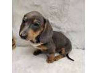 Dachshund Puppy for sale in Smithville, TN, USA