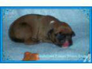 Boxer Puppy for sale in MYSTIC, IA, USA
