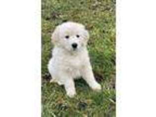 Golden Retriever Puppy for sale in Ripley, OH, USA