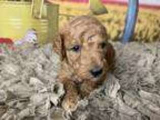 Goldendoodle Puppy for sale in Concord, NC, USA