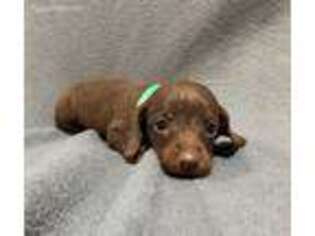 Dachshund Puppy for sale in Odessa, MO, USA
