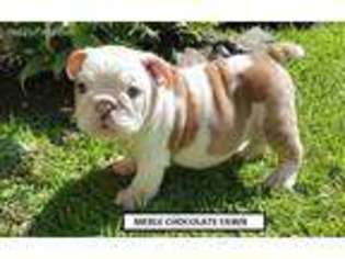Bulldog Puppy for sale in Jeffersonville, IN, USA