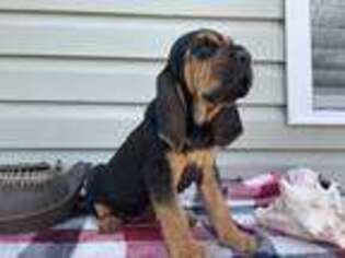 Bloodhound Puppy for sale in Boonville, NC, USA