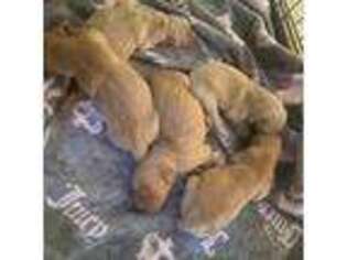 Golden Retriever Puppy for sale in Fresno, CA, USA